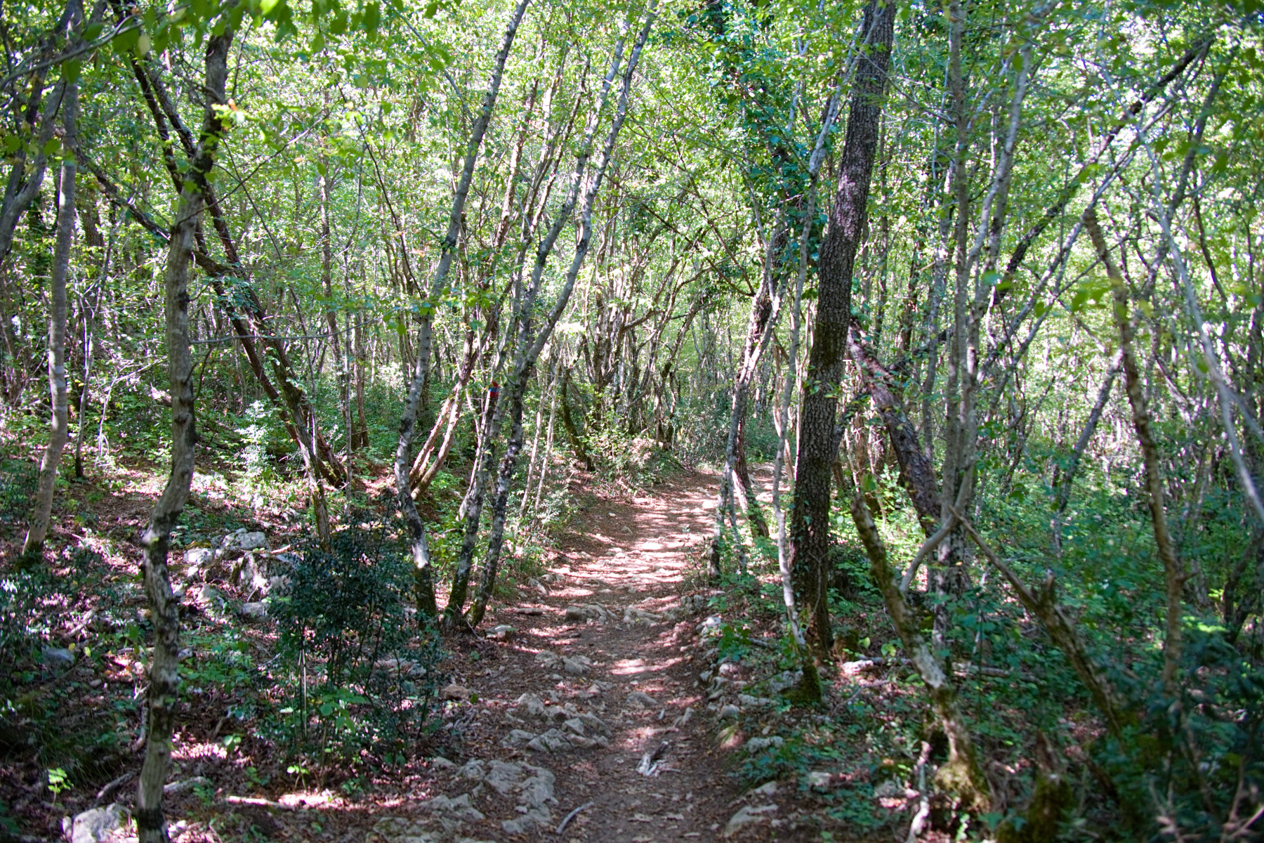 6_istria_forest